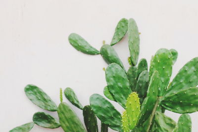 Close-up of green plant against white background