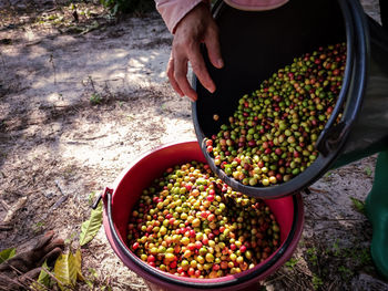 Hand holding coffee beans. high angle view of hand holding strawberries in basket