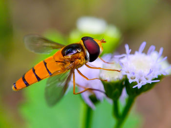 Close-up of insect on purple flower