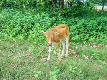 Lion standing in a field