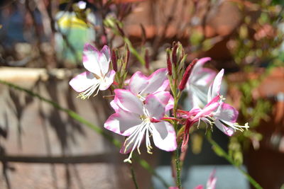 Close-up of pink cherry blossoms