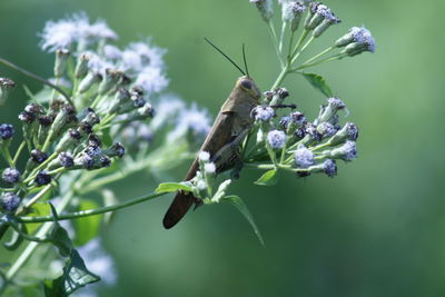 Close-up of butterfly pollinating on purple flower