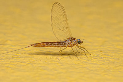 Close-up of dragonfly