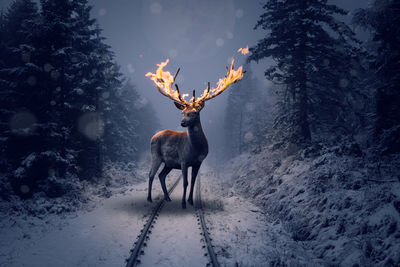 Deer on snow covered land