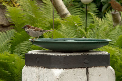 Close-up of bird perching on wooden surface
