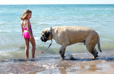 Big mastiff dog and small little girl playing on a beach in michigan usa
