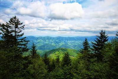 Scenic view of pine trees against sky