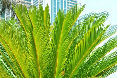 Close-up of palm tree