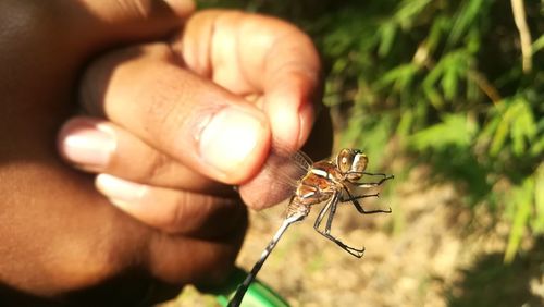 Close-up of hand holding insect