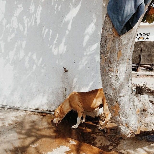 animal themes, domestic animals, mammal, dog, one animal, pets, livestock, standing, brown, day, street, herbivorous, outdoors, full length, horse, two animals, vertebrate, no people, side view, animal