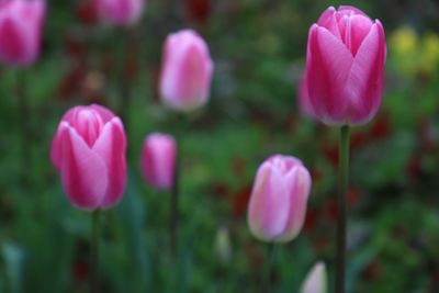 Close-up of pink tulips