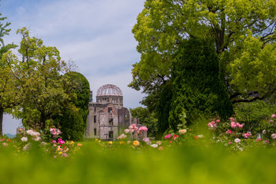 View of flowering plants with trees in background