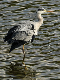 Side view of bird in lake