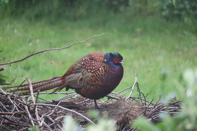 Close-up of bird perching on branch