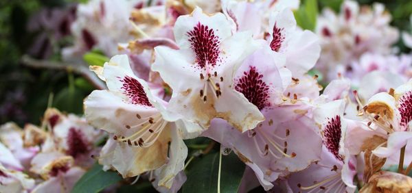 Close-up of white cherry blossom