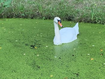 High angle view of swan on lake