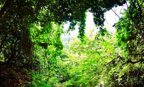 Scenic view of forest