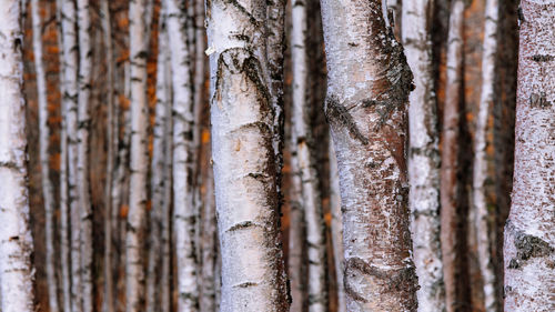 Full frame shot of tree trunk in forest