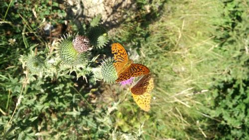 Close-up of butterfly pollinating on flower