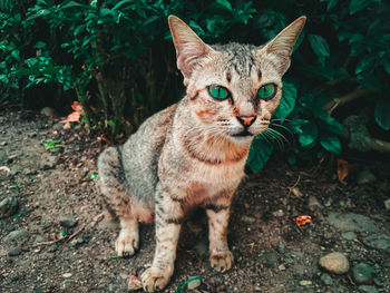 Portrait of tabby cat on field