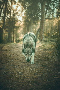 Czechoslovakian wolfdog in nature