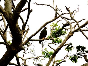 Low angle view of bird perching on tree against clear sky