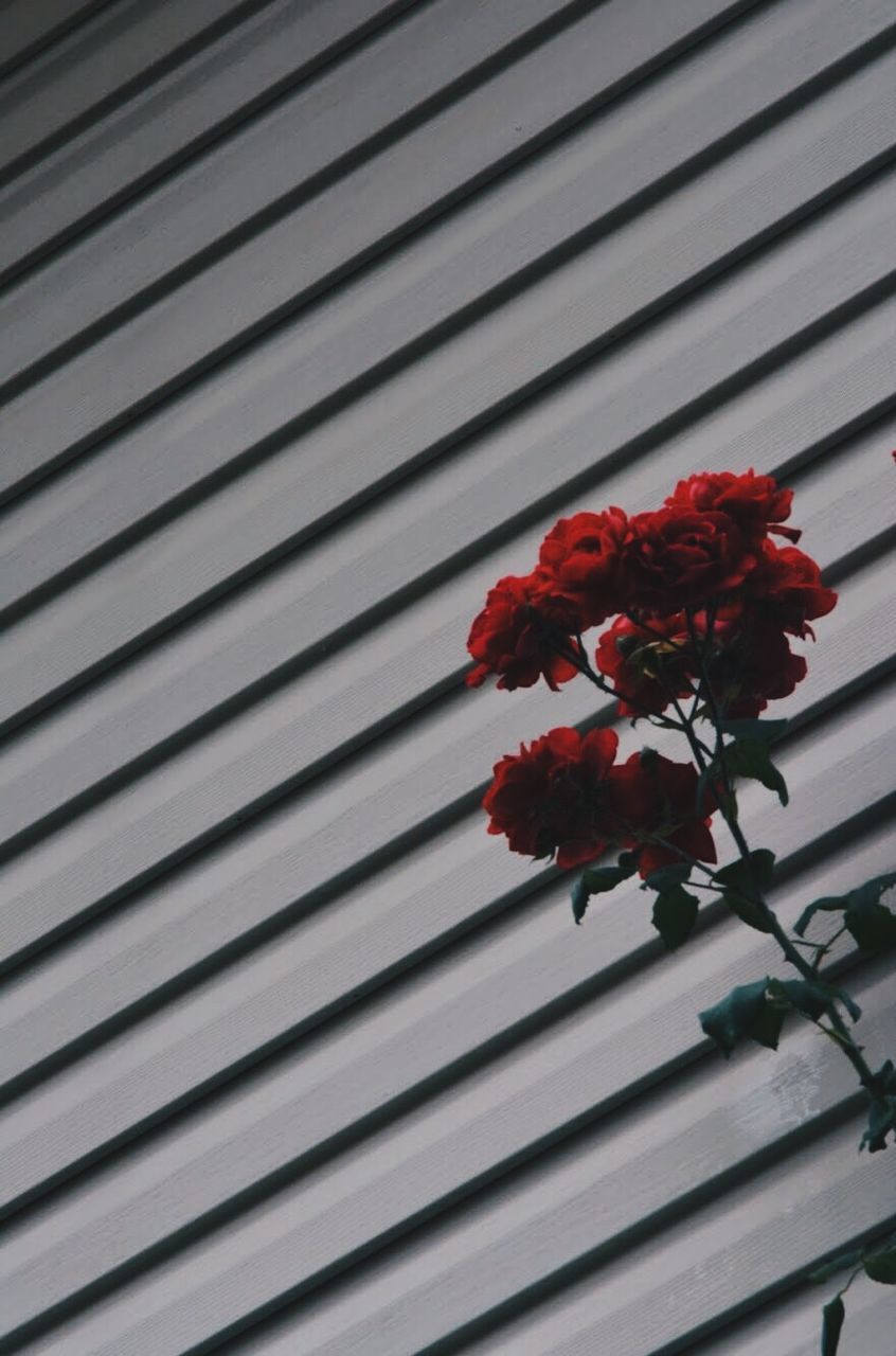 LOW ANGLE VIEW OF FLOWERING PLANT