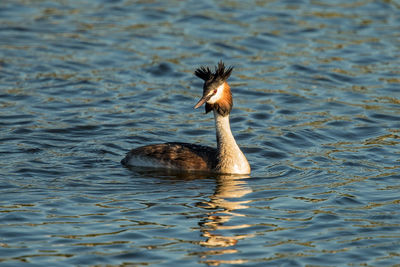 Bird swimming on lake