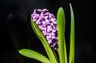 Close-up of purple flowering plant