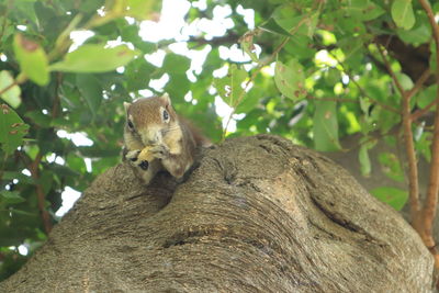 Low angle view of squirrel on tree