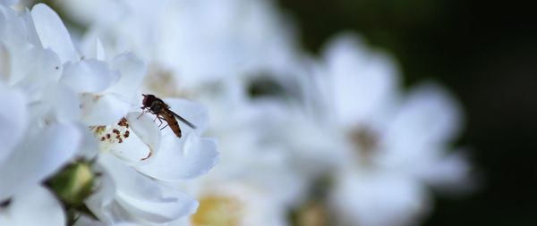 Close-up of bee on white flower