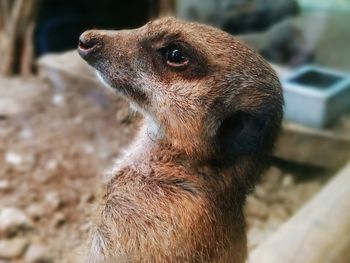 Close-up of meerkat