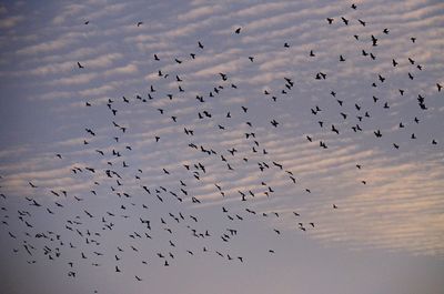 Flock of birds in the sky