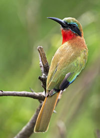 Close-up of bird perching on branch