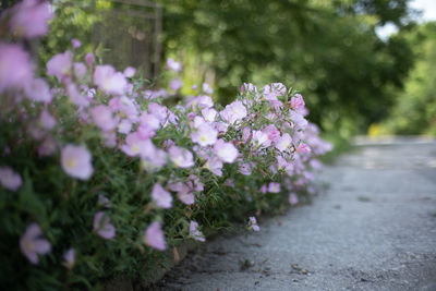 Close-up of pink flowering plants in park