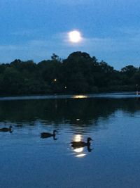 Ducks swimming in lake against sky at night