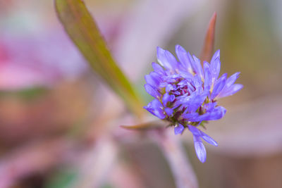 Close-up of purple flowering plant