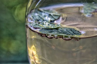 Close-up of drink with mint leaves in bottle