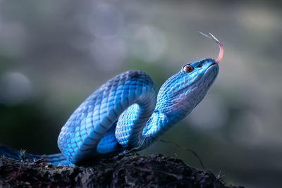 Trimeresurus