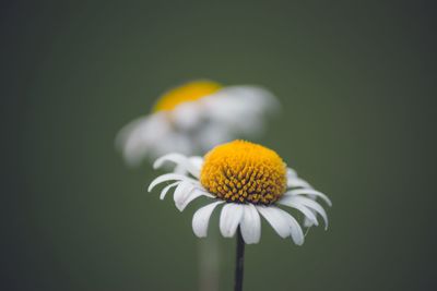 Close-up of sunflower blooming outdoors