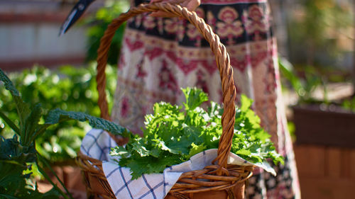 Fresh green vegetable leaves in the basket