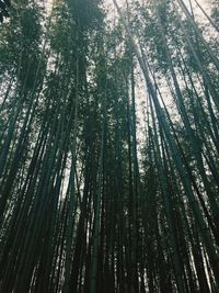 Low angle view of bamboo trees in forest