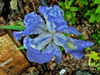Close-up of wet blue flower
