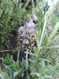 Close-up of purple flowers