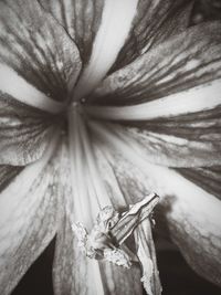 Close-up of flowers