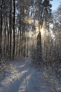 Sunlight streaming through trees on snow covered field