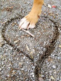 High angle view of dog