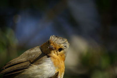 Close-up of bird perching outdoors