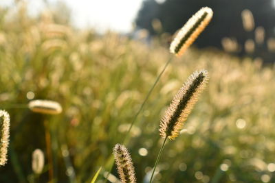 Close-up of stalks on field against blurred background