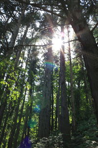Sun shining through trees